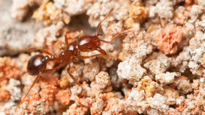 Intensive Biomass Harvest Facilitates Fire Ant Colonization, Reducing Invertebrate Diversity – Implications for Forest Management