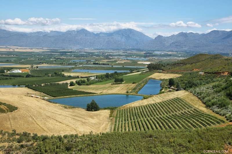 Western Cape Farmers Facing Severe Drought: Impact and Response