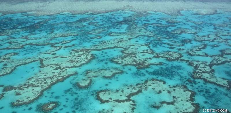 Ocean Acidification Threatens Coral Reef Sands: Complete Dissolution in Decades