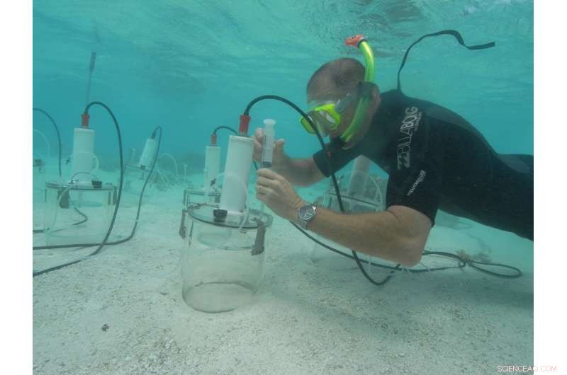 Ocean Acidification Threatens Coral Reef Sands: Complete Dissolution in Decades