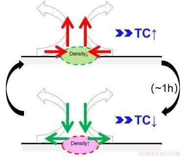 Exploring High-Frequency Oscillations in West North Pacific Tropical Cyclones