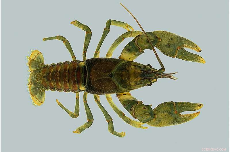 Scientists Hunt for Rare River Crayfish, Using Advanced Techniques