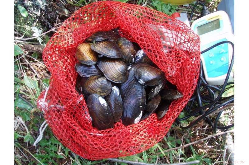 Enhancing Mussel Populations: The Crucial Role of Fish Hosts in Conservation