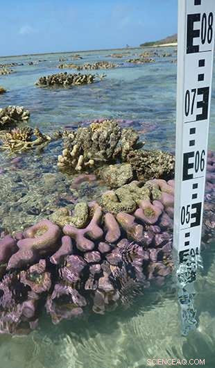 Historical Sea Level Trends Reveal Crucial Clues for Future Predictions