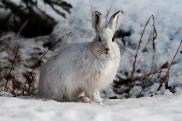 Alaska s Tundra Showdown: White Spruce vs. Snowshoe Hare