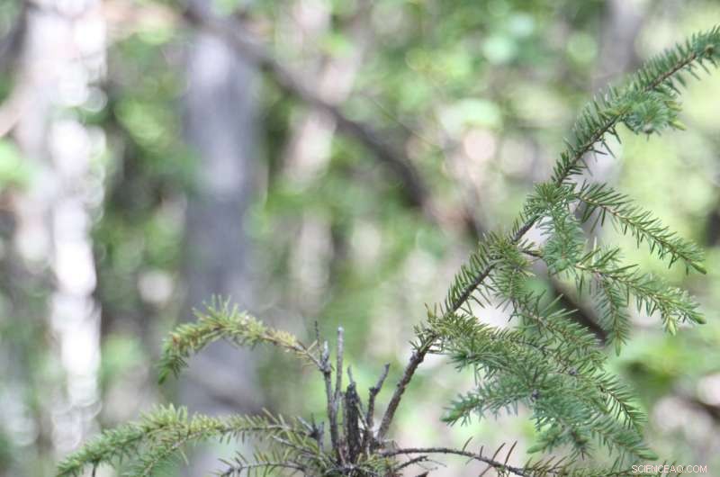 Alaska s Tundra Showdown: White Spruce vs. Snowshoe Hare