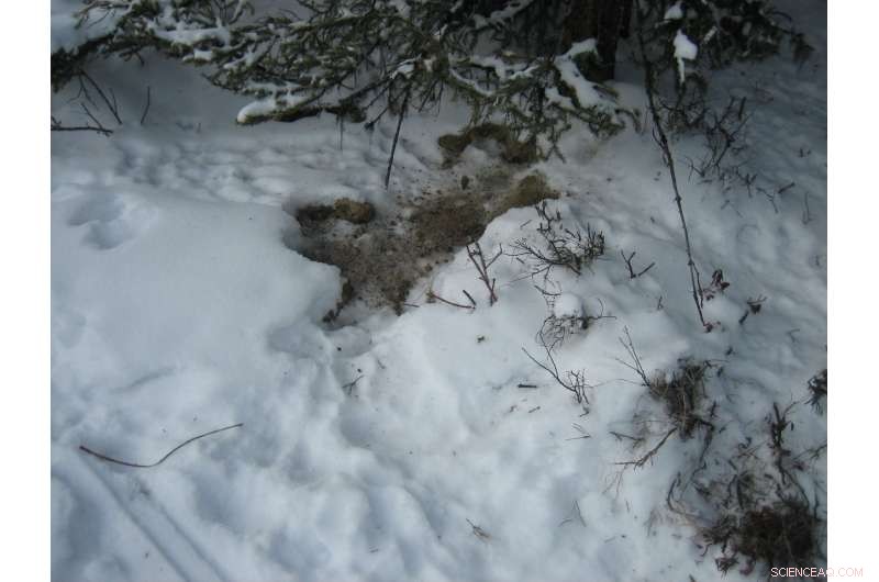Alaska s Tundra Showdown: White Spruce vs. Snowshoe Hare