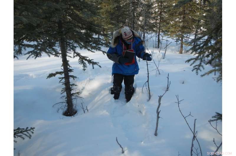 Alaska s Tundra Showdown: White Spruce vs. Snowshoe Hare