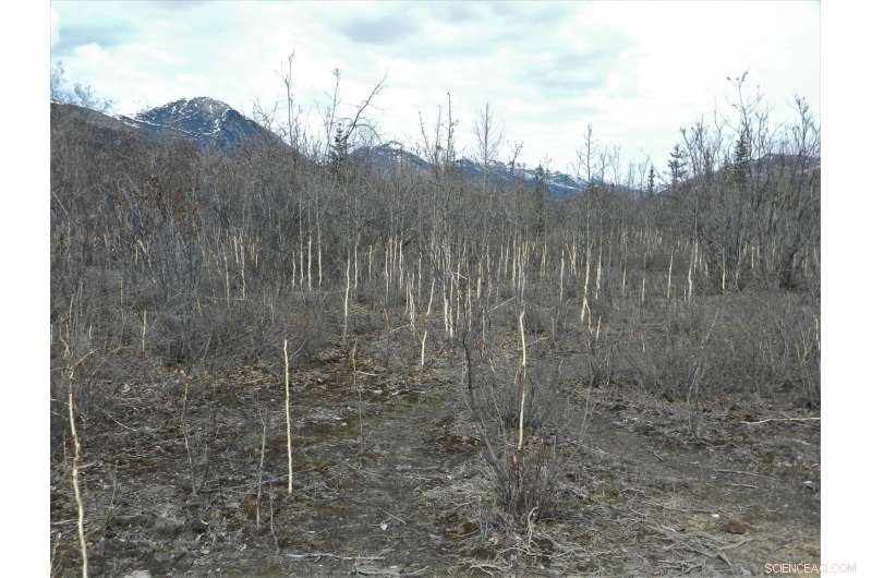 Alaska s Tundra Showdown: White Spruce vs. Snowshoe Hare
