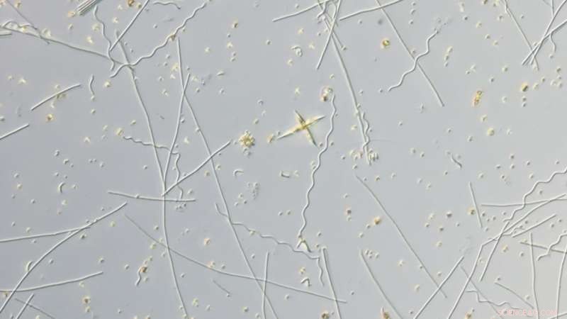 NC State Study Illuminates Comprehensive Scope of Freshwater Toxic Algal Blooms