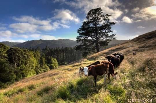 Overcoming Fear and Conflict to Unlock Māori Land Potential