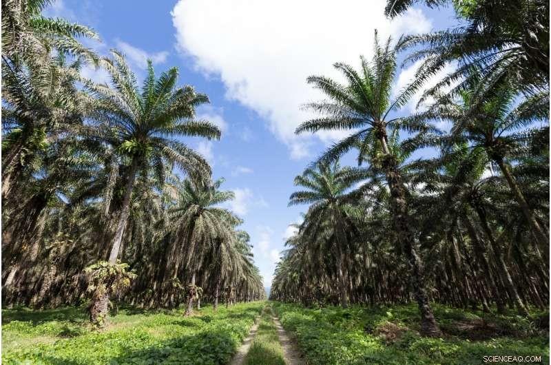 Palm Oil in the Amazon: Assessing Its Threats and Opportunities