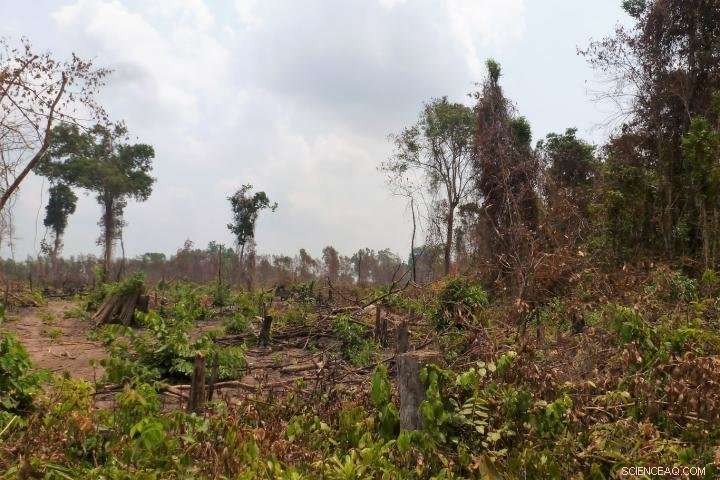 Increase Payments to Protect Forest Carbon Stocks Against Rubber Plantations