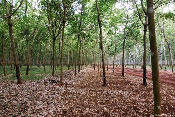 Increase Payments to Protect Forest Carbon Stocks Against Rubber Plantations