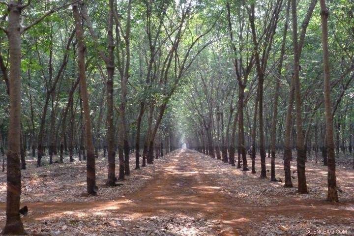 Increase Payments to Protect Forest Carbon Stocks Against Rubber Plantations