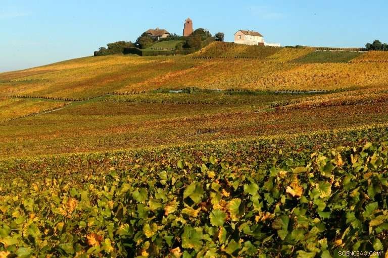 Record Sales in French Champagne Industry Fail to Alleviate Growers  Challenges