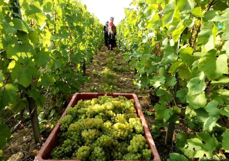 Record Sales in French Champagne Industry Fail to Alleviate Growers  Challenges