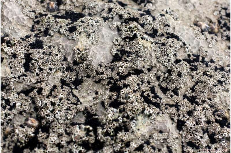 Study Reveals Connection Between Ancient Rootless Plants and Elevated Mudrock Production