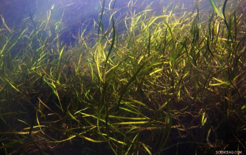 Reducing Chesapeake Bay Pollution Revives Underwater Grasses