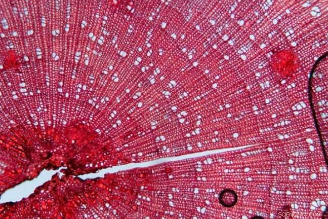 Tundra Vegetation Shifts: Implications for Arctic Wildlife – Research Brief