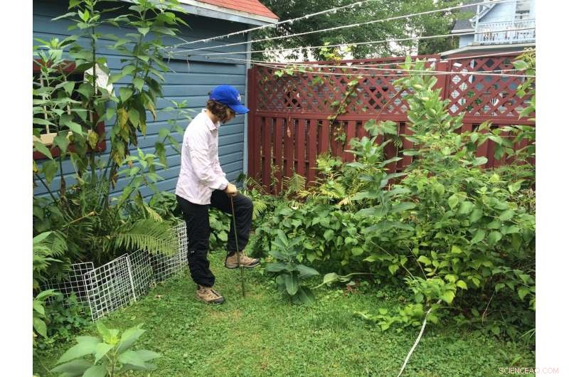 How Urban Green Spaces Mitigate Flooding and Sequester Carbon