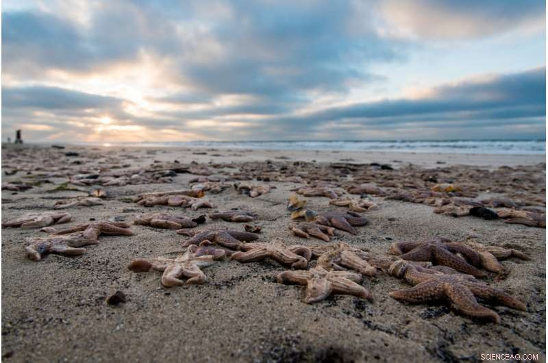 Massive Starfish Die-Off Linked to Beast from the East: Understanding the Impact