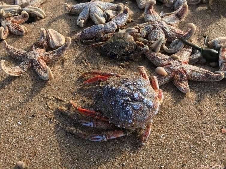 Massive Starfish Die-Off Linked to Beast from the East: Understanding the Impact