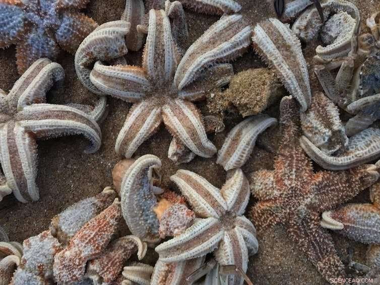 Massive Starfish Die-Off Linked to Beast from the East: Understanding the Impact