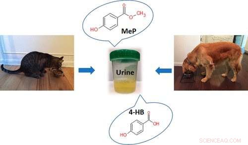 The Impact of Parabens on Cats and Dogs: Consumption, Metabolism, and Health Risks