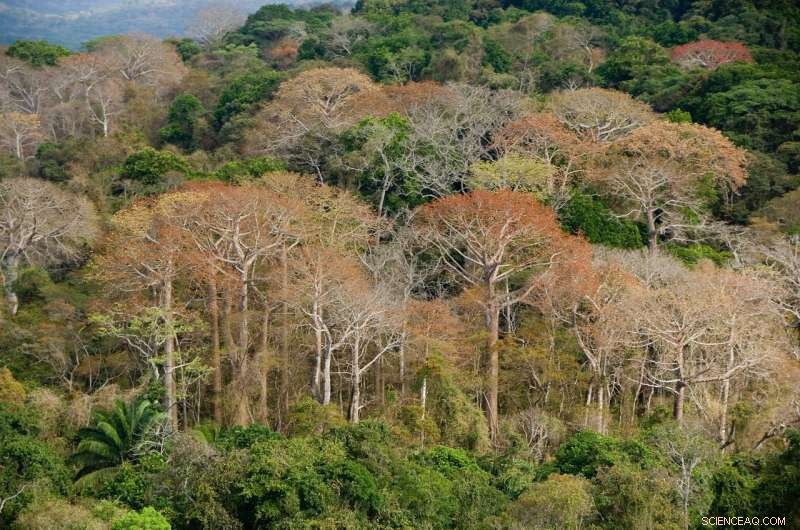 Rapid Growth in Diverse Tropical Forests Despite Phosphorus Limitations