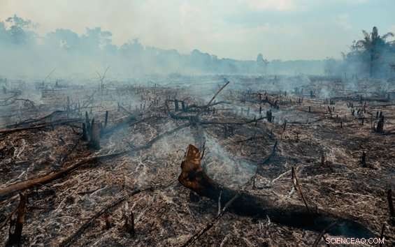 Study Warns Deforestation Will Accelerate Global Warming