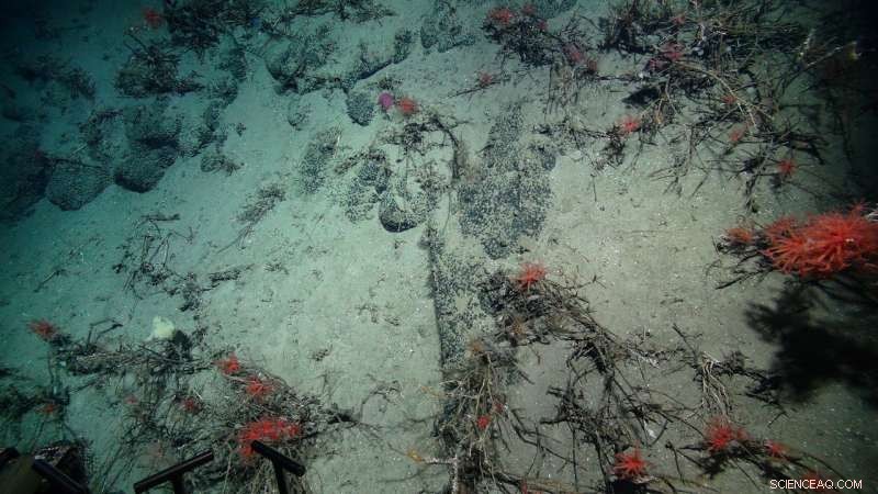 New Insights into Biodiversity Hotspots Offer Strategies to Safeguard Against Deep-Sea Mining