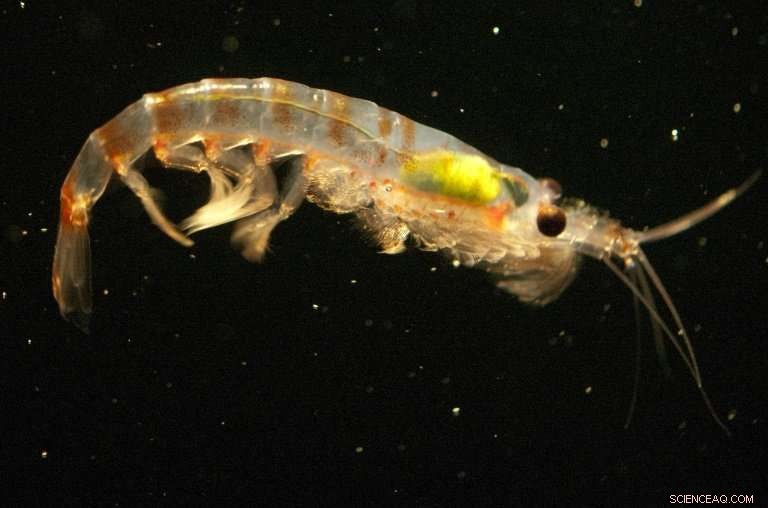 Krill: A Potential Secret Weapon Against Ocean Plastic Pollution