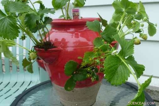 Grow Your Own Vegetables Indoors: Container Gardening Made Easy