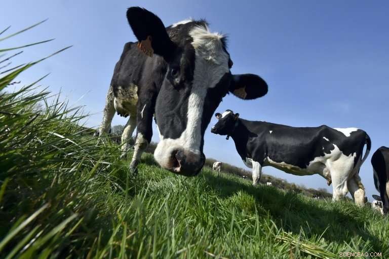 Small U.S. Organic Milk Producers Navigate Market Turbulence