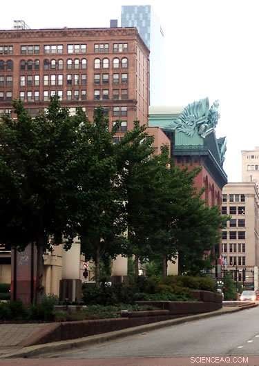 Urban Forests: Essential for Cities as Urban Land Expands