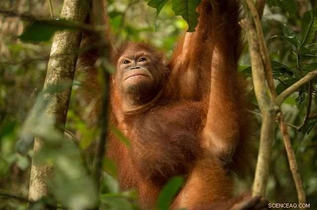 Rising Trend: Market‑Based Strategies Accelerate Ecosystem Conservation Efforts