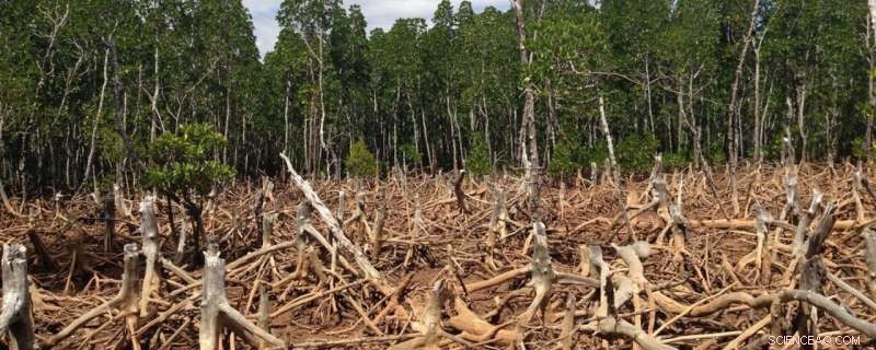 Cash Incentives Drive Sustainable Conservation of Tropical Forests