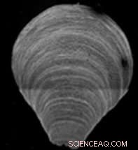 New Study Reveals Brachiopods Show Unexpected Resilience to Environmental Change