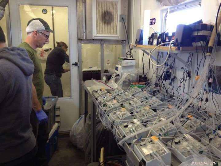 How Ocean Acidification Threatens Iron Uptake in Key Plankton Species