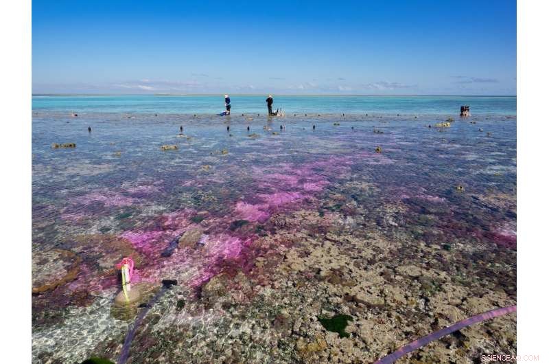 Carbon Dioxide–Induced Ocean Acidification Slows Coral Reef Growth – Key Findings