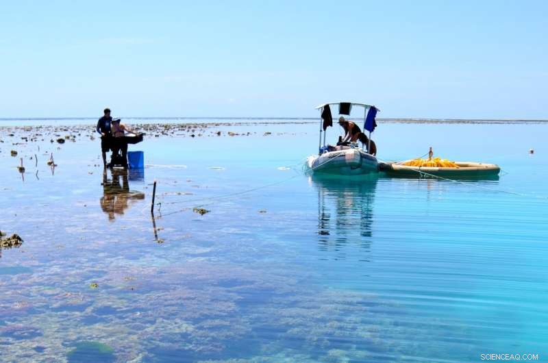 Carbon Dioxide–Induced Ocean Acidification Slows Coral Reef Growth – Key Findings