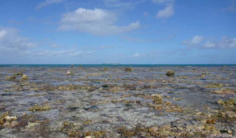 Carbon Dioxide–Induced Ocean Acidification Slows Coral Reef Growth – Key Findings
