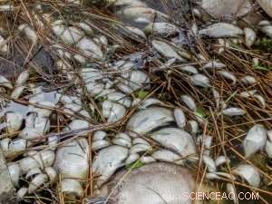 Cost-Effective Solution for Harmful Algal Blooms Promises Economic & Environmental Gains