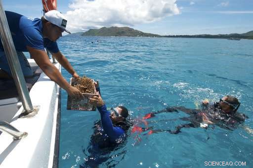 Seychelles Coral Reefs Under Threat from Climate Change: A Call for Conservation