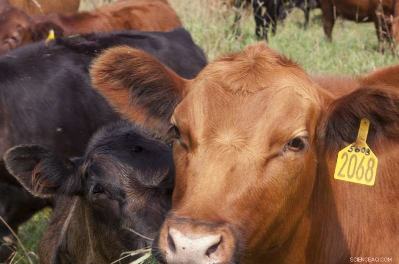 Is Cattle Production Truly Environmentally Friendly? Insights & Solutions