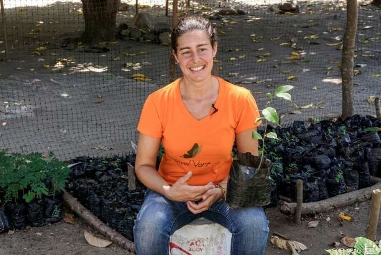 Reviving the Guaimaro: Latin America s Endangered Magic Tree Returns