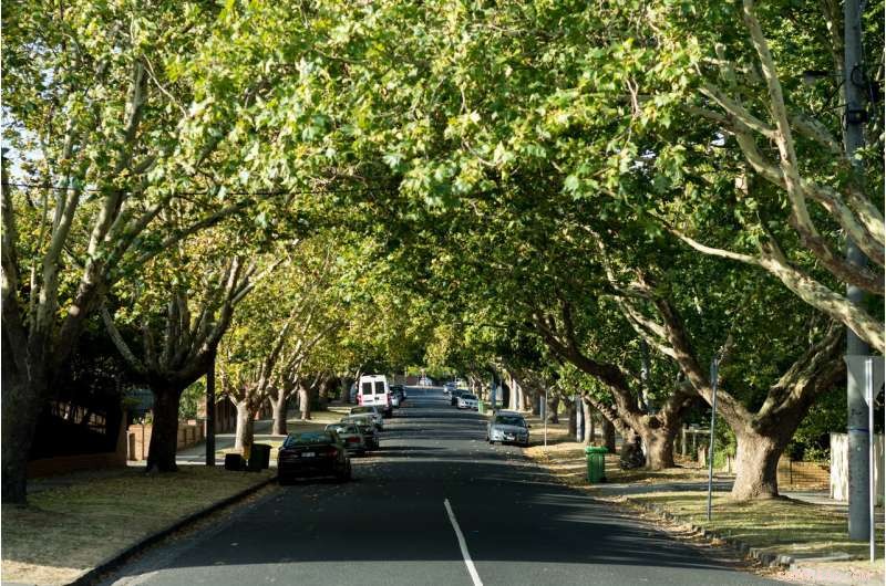 Tree Bonds: Preserving Urban Forests in Growing Cities