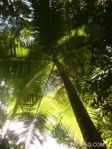 Northward Spread of Palm Trees: Predicting Their Future Reach