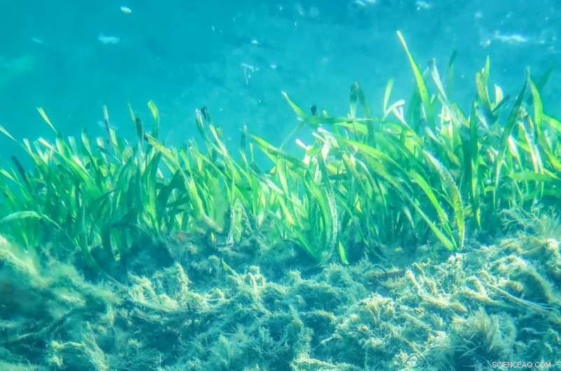 Climate Change Threatens the World s Largest Seagrass Carbon Reservoirs